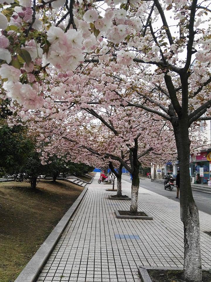 24992326_1705858729458258_524906841_n